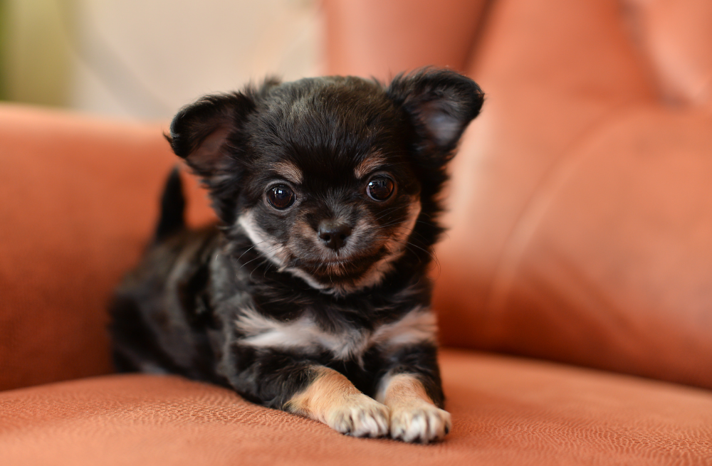 Chihuahua puppy for sale from PA