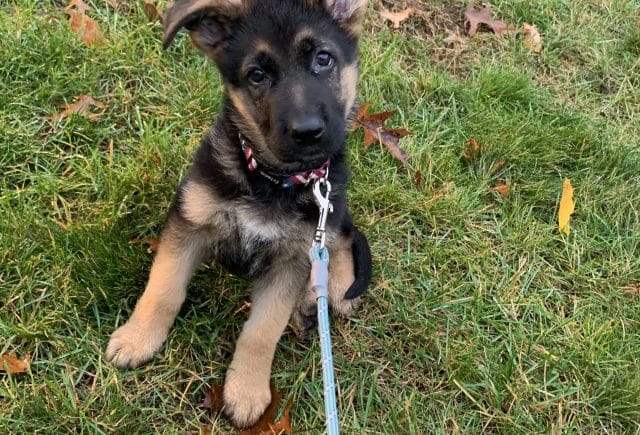 Keystone puppy review