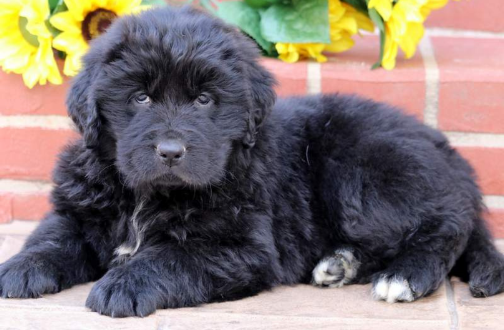 Big puppy breeds for sale