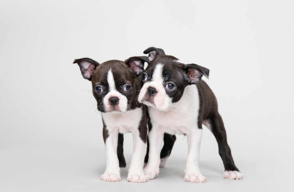 Boston terrier puppies for sale in PA