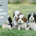 Easy dog breeds to own