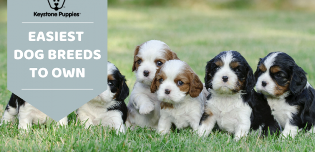 Easiest Dogs to Own