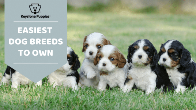 Easiest Dogs to Own