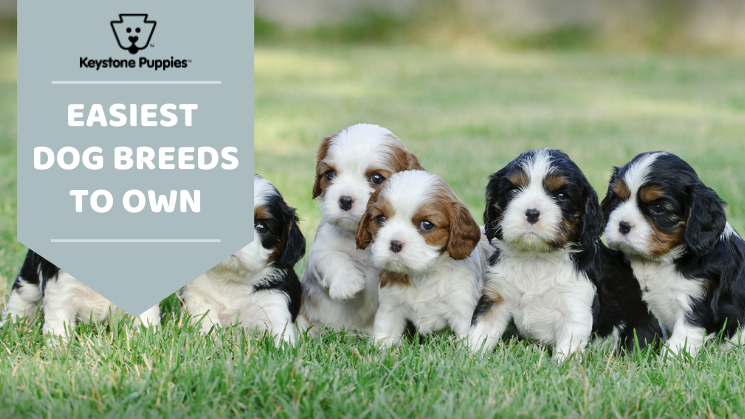 Easy dog breeds to own