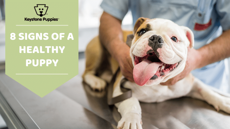 how to tell if a puppy is healthy