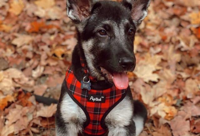 Best Breeder