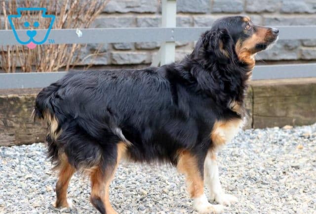 Dam - Lassie (Mini Australian Shepherd)