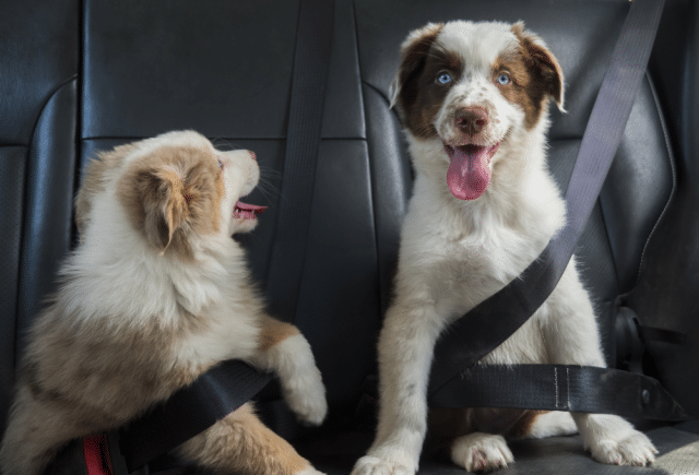 Puppies traveling in car
