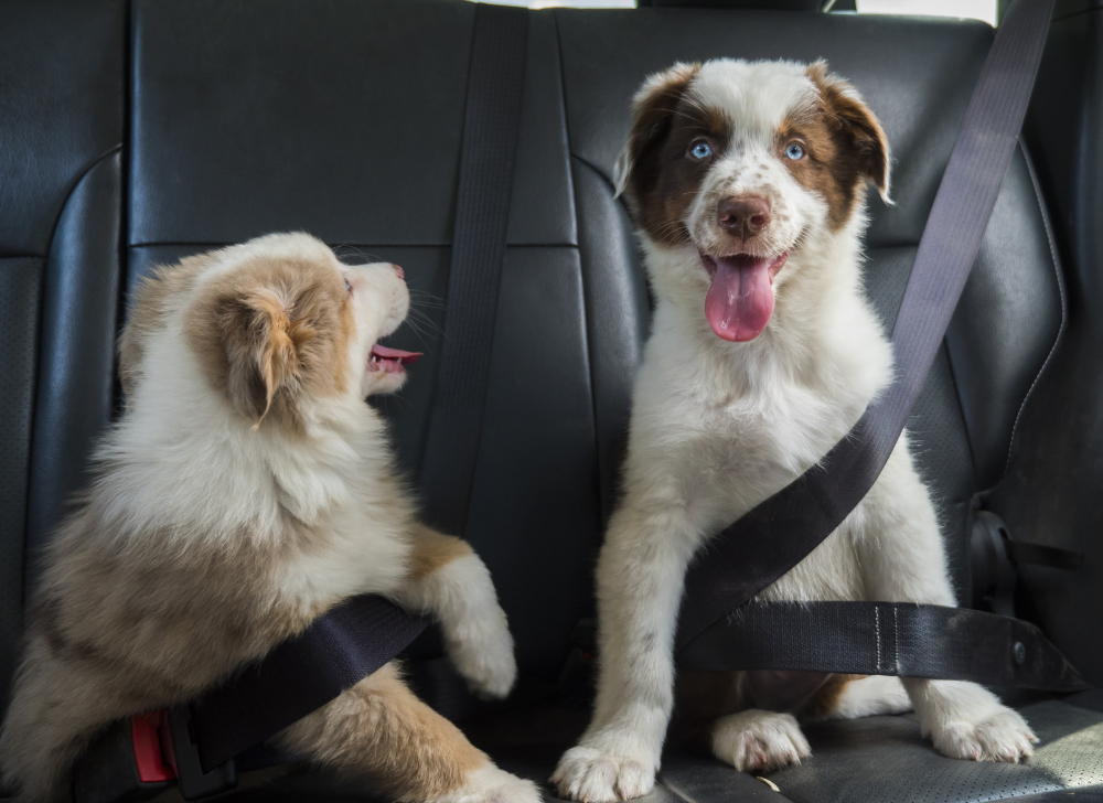 Puppies traveling in car