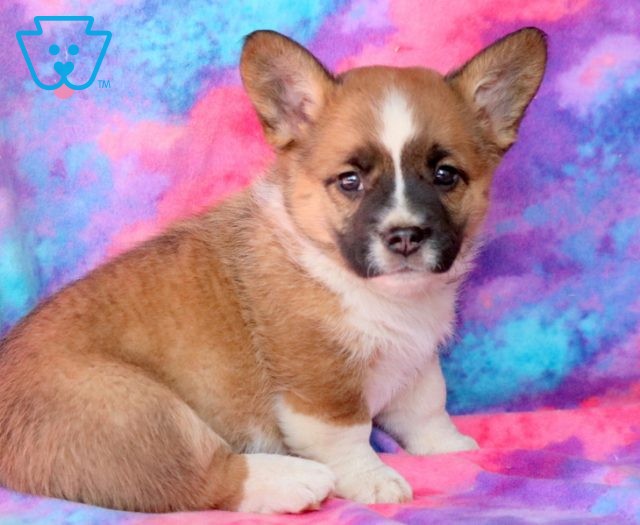 Cindy Lou | French Bulldog Mix, Welsh Corgi Mix Puppy For Sale | Keystone  Puppies