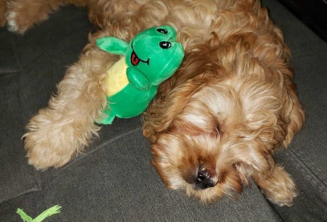 Cavapoo puppy