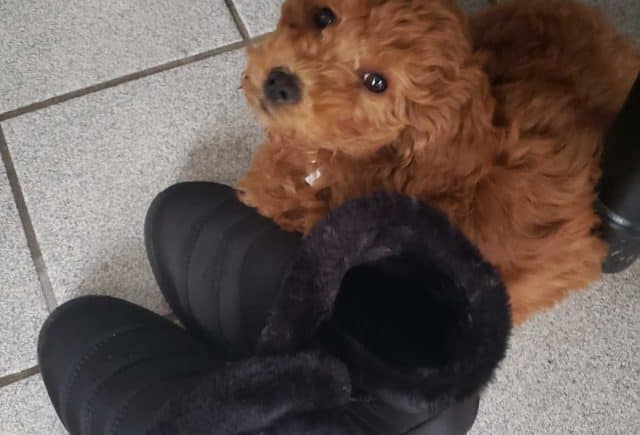 Happy with our puppy!!