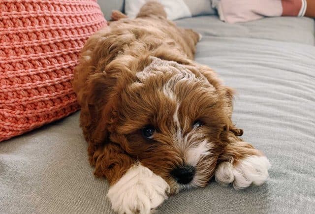 A New Family Member
