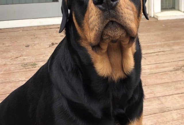 Rottweiler lover