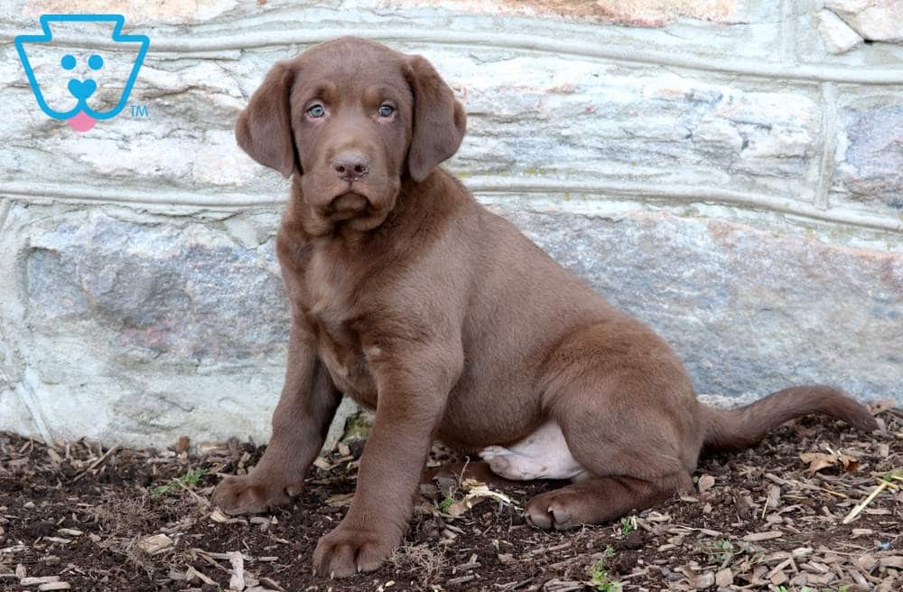 Are There Moose In Labrador