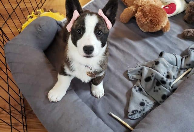 Extremely Pleased – Darla the Corgi