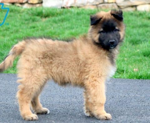 Belgian Tervuren