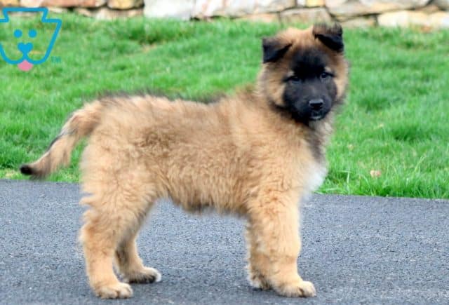 Belgian Tervuren