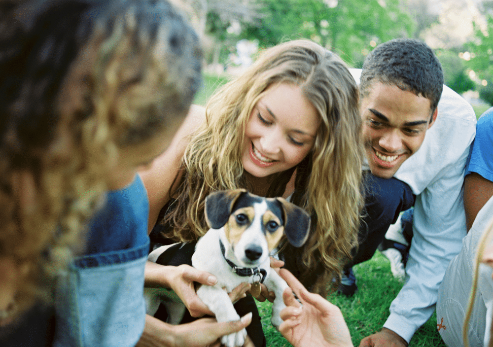 Puppy getting socialized with humans