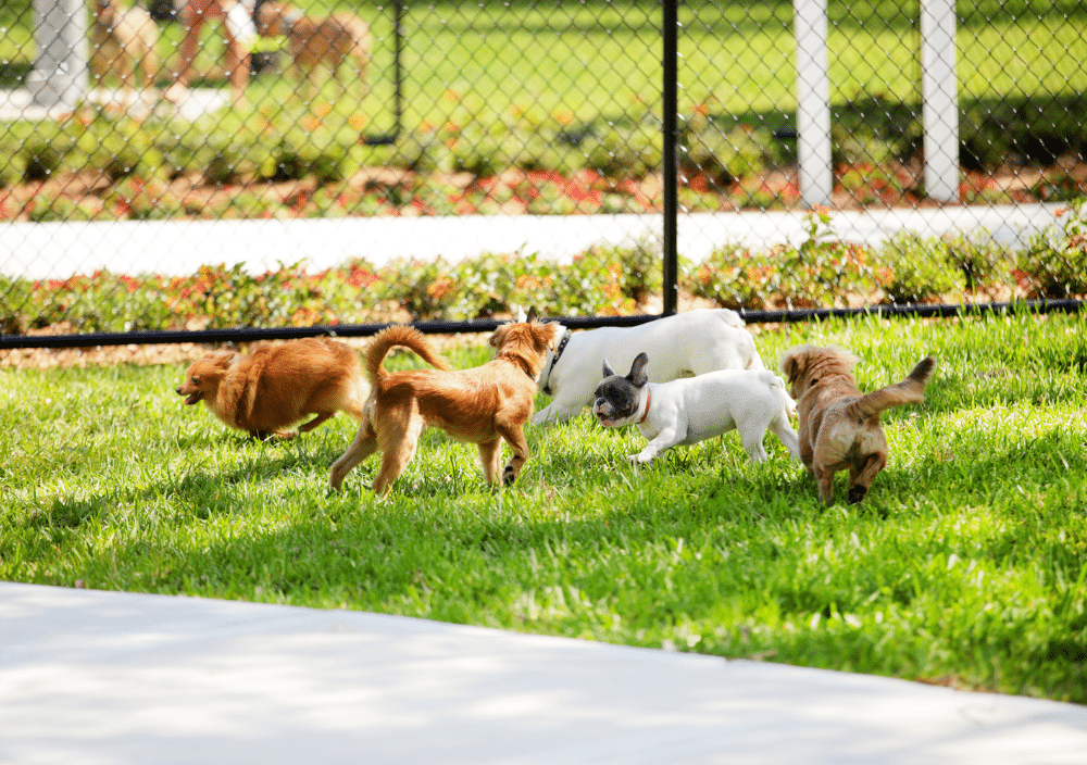 Dogs playing at dog park