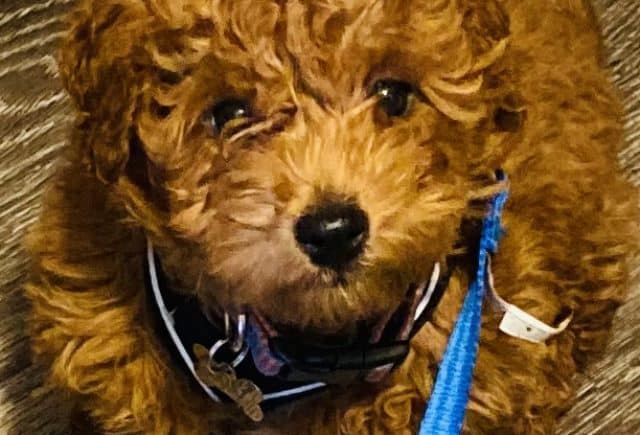 My Beautiful Goldendoole mini