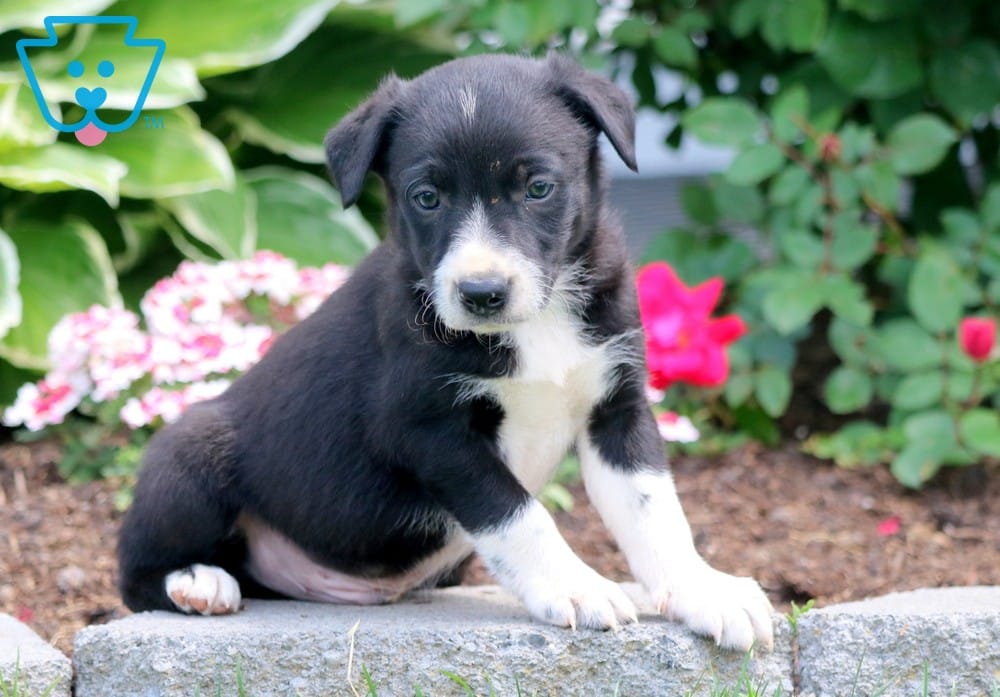 Clipper | Border Collie Mix, Fox Terrier Mix Puppy For Sale 