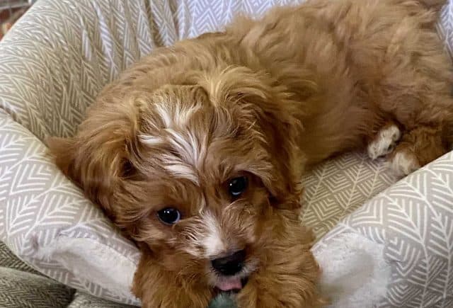 Our love Charlie