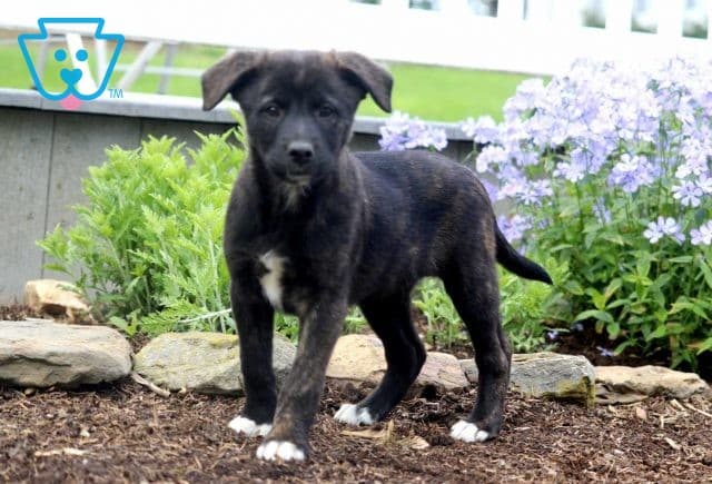 Isabella Border Collie Mix