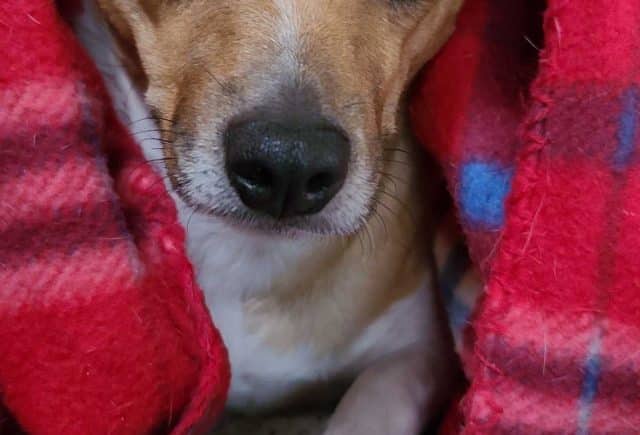 Cici the Jug puppy
