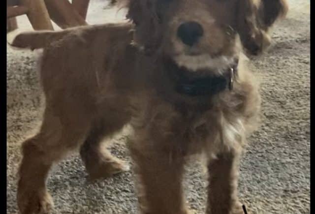 Cockapoo from Oxford