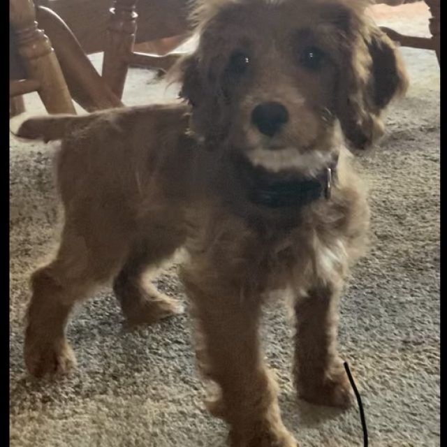 Cockapoo from Oxford