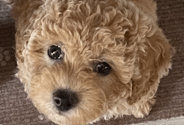Mini Poodle