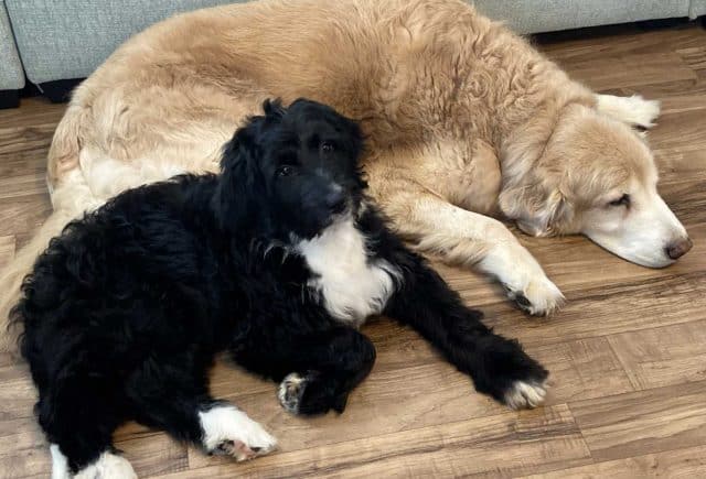 bernedoodle
