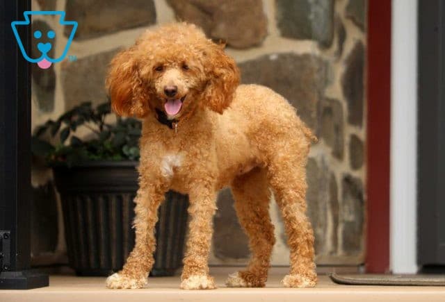 Purl Toy Poodle Mom image