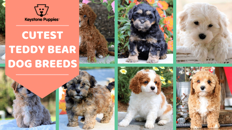 are teddy bear dogs good pets