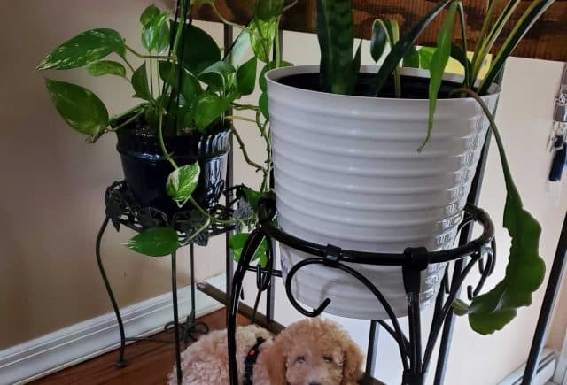 Mini Poodle