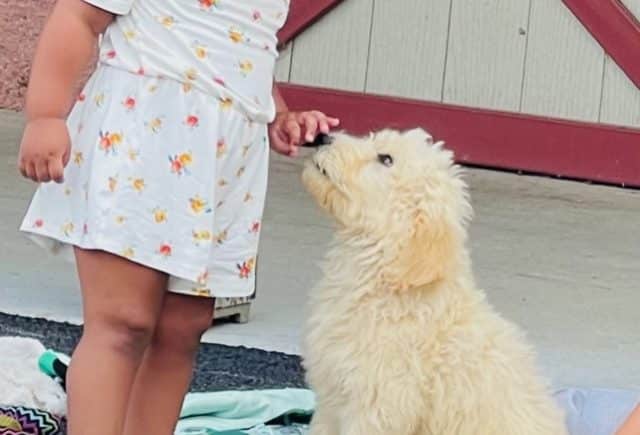 Goldendoodle