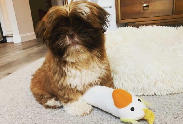 Most Amazing Little Ewok Shih Tzu