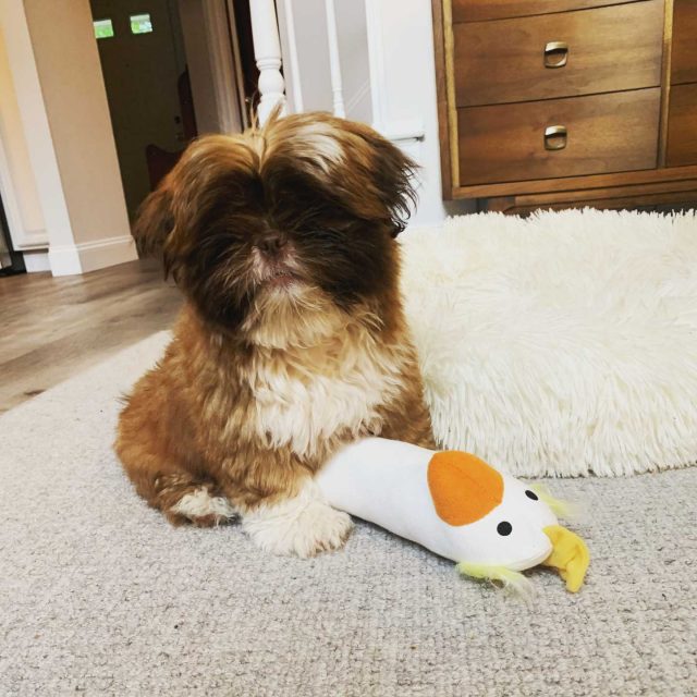 Most Amazing Little Ewok Shih Tzu