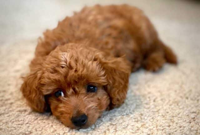 Pebbles – Goldendoodle Toy