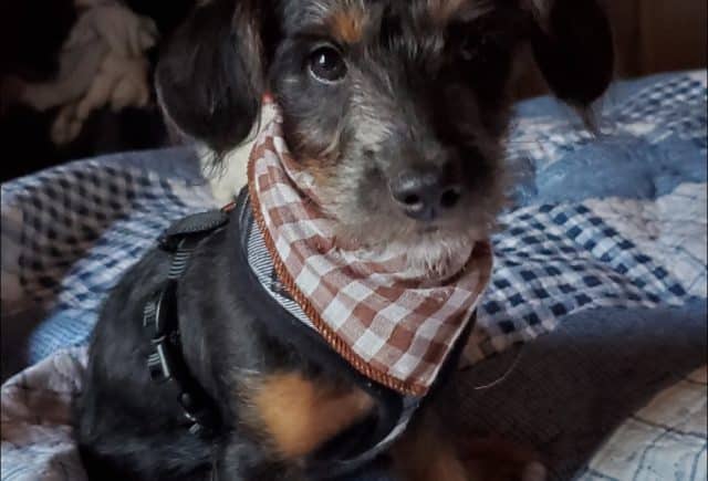 Theo – Jackapoo