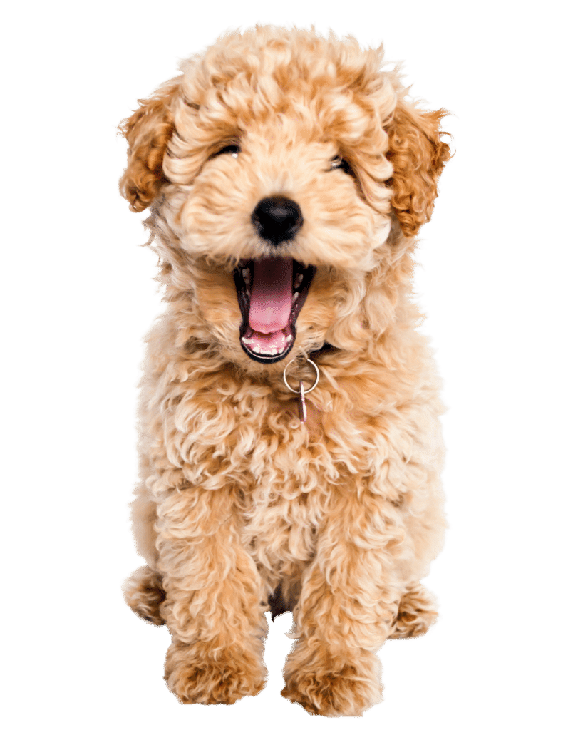 Accredited Breeder Program Keystone Puppies