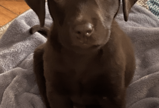 Meet our ADORABLE pup Bailey!