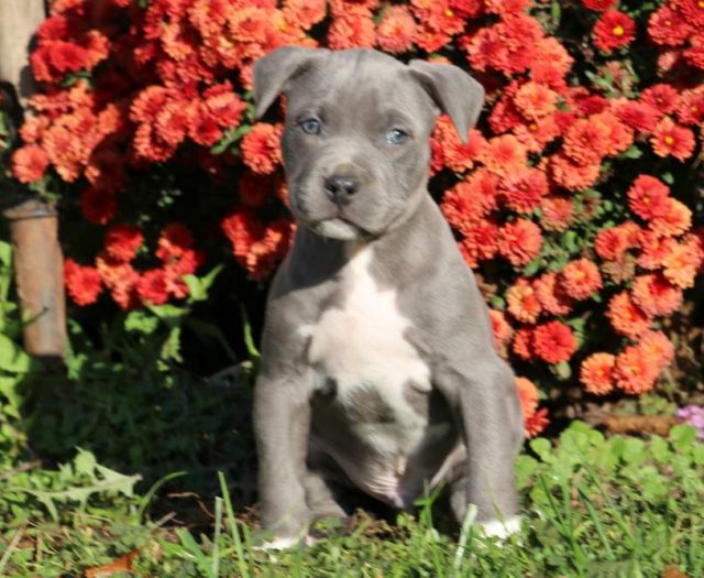  Pit Bull Mix