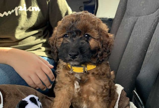 Our family is complete! Couldn’t be happier with our new puppy