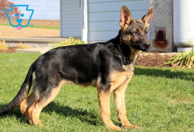 Isabella | German Shepherd Puppy For Sale | Keystone Puppies