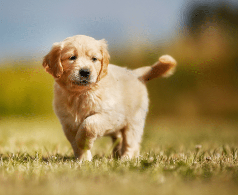 Golden Retriever