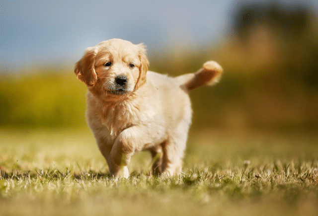 Golden retriever cheap puppies greenfield