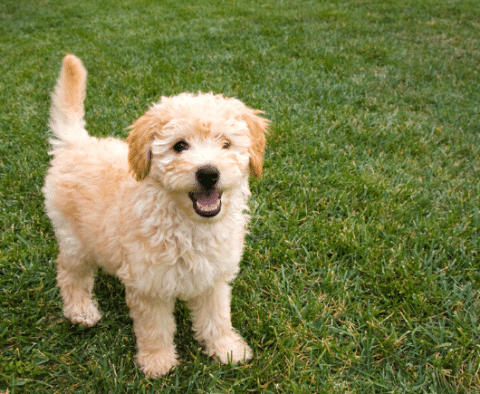 Mini Goldendoodle