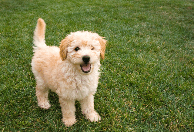 mini goldendoodle puppy